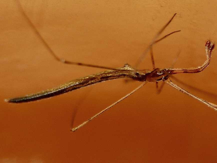 Maschio di Rhomphaea sp. - S. Teresa G. (OT)